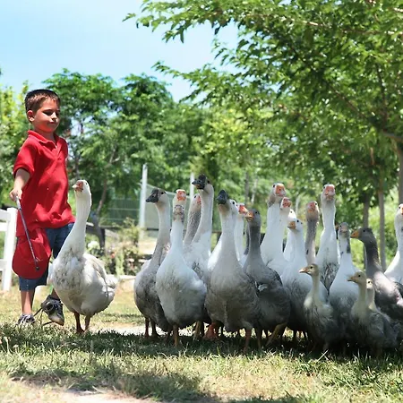 팜스테이 El Mas De Xeta Llutxent